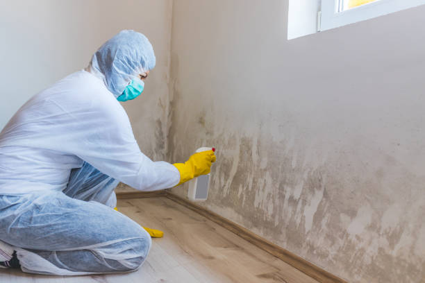 Licensed Commercial Mold Remediation service in Ingleside, MD - WQB Mold Removal